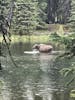 Moose bathing and eating Lake vegetation.