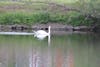 Swans on the river