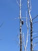 Bald Eagle on Chilkat River