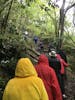 Walking in the Galician Atlantic forest