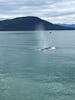 Juneau whale watching excursion. 