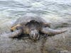 Sea turtle in Hilo