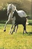 The gorgeous horses at Lipica Stud Farm