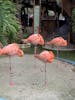 Flamingos!