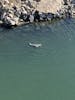 Sea Lions in Ensenada from ship balcony 