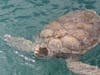 Sea Turtle at Cayman Turtle Centre