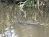 Gator in Louisiana 