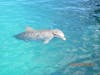 Dolphins @ Blue Lagoon Island