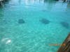 Sting Rays @ Blue Lagoon Island 