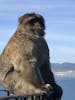 Barbary monkey, Gibraltar