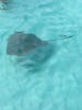 Swimming with stingrays 