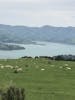 View of Akaroa 