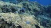 Amazing coral formations and a huge variety of reef fish!