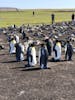 Penguin Colony