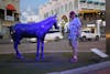 Aruba, Blue Horses