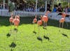 Flamingos in Ardastra Gardens Zoo