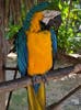 Parrot in Ardastra Gardens Zoo