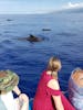 Getting up close and personal with some Pilot Whales.