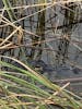 Airboat excursion to everglades