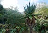 Agave plant in Wrigley's Botanical Gardens