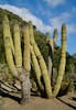 10-foot tall cacti in Wrigley's Botanical Gardens