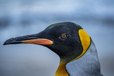 King Penguin 