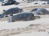 Sea turtles resting on the sand