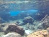 Snorkeling at Mambo Beach, Curacao