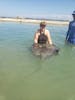 Stingrays at the Dolphin Cove