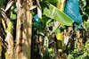 Bananas growing in bags to protect them.