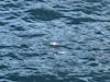 A little penguin floating in the water; viewed from our excursion boat