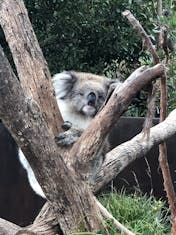 Koala at Healesville Animal Sanctuary