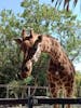 Adelaide zoo