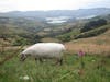 Sheep with view