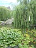 Dunedin - Chinese gardens