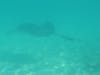 A sting ray swam by us twice while we were swimming. I put my camera under water and just started snapping. I got lucky