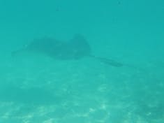 A sting ray swam by us twice while we were swimming. I put my camera under water and just started snapping. I got lucky