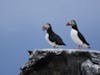 Puffins on Vigur Island