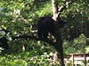 Bears in Alaska Rainforest Sanctuary excursion