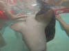 Shark & stingray swim - nurse shark