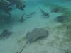 Shark & Stingray swim