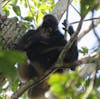 Baby spider monkey spotted at the ruins