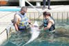 Dolphin Encounter