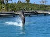 Dolphin show