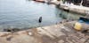 4. Day 3 I sighted a hungry sealion in port with pelicans