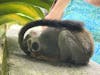 Monkeyland - Baby Squirrel Monkey taking nap.  Too Cute