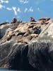 Sealions sunning