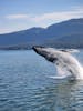 Whales up close