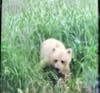 Finally saw a Bear! It was Blond color