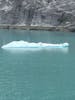 Iceberg - looks like an alligator!